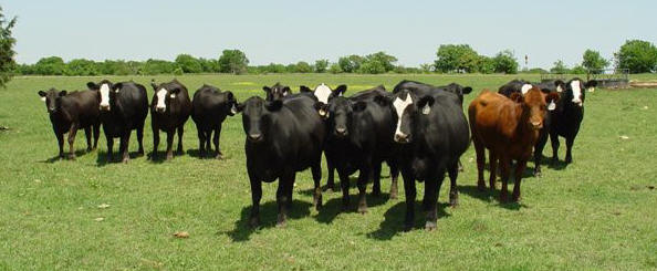 40 Bred Heifers (club calf momma's)